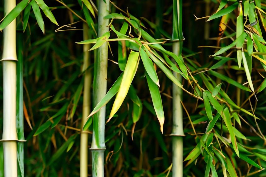 Panamá apuesta por el bambú como motor de la economía circular y mitigación climática