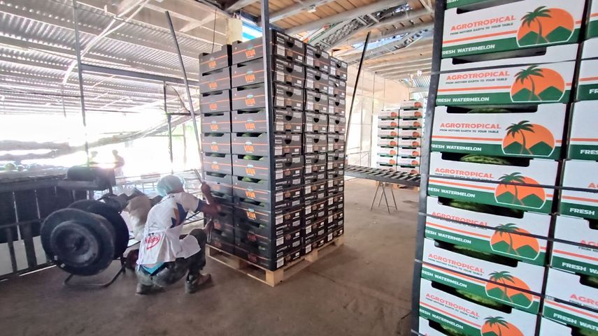 Con el respaldo del MIDA, la empresa espera exportar de 350 a 400 contenedores de distintos insumos producidos en sus fincas durante el año. Con el respaldo del MIDA, la empresa espera exportar de 350 a 400 contenedores de distintos insumos producidos en sus fincas durante el año.