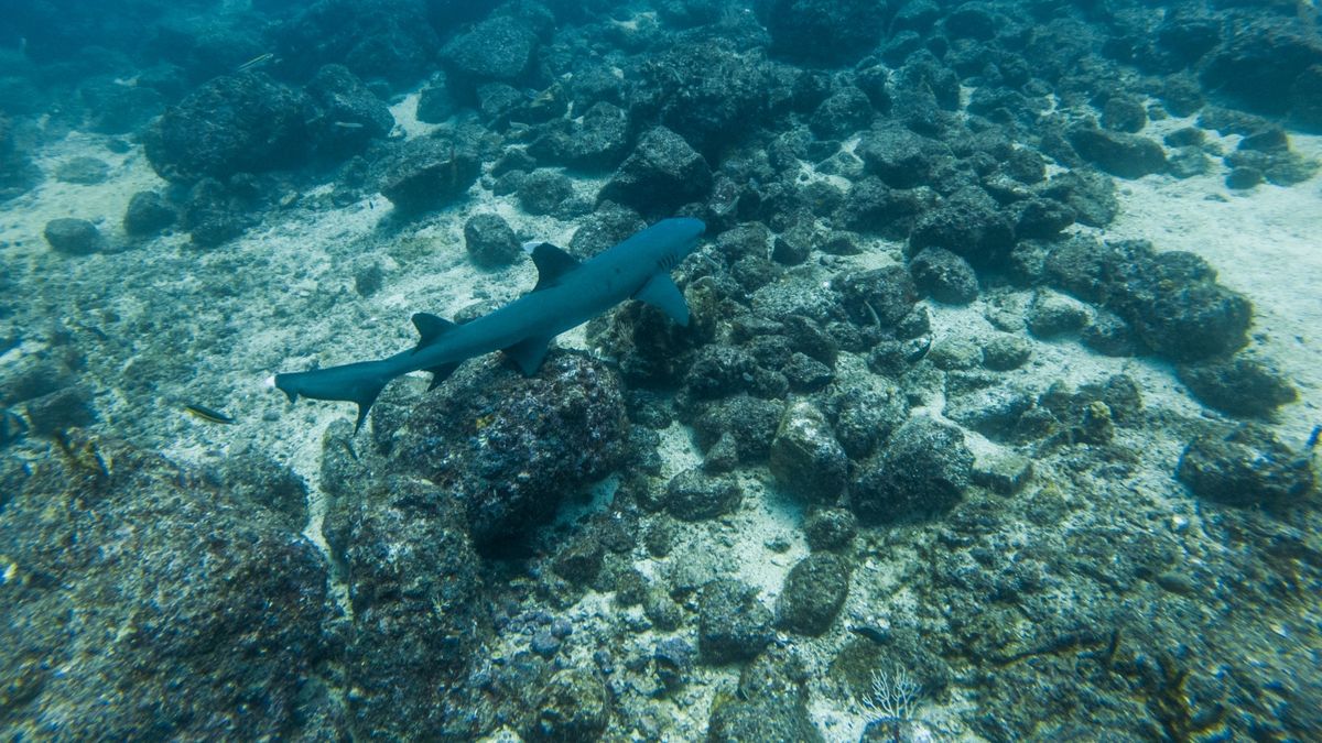 Panamá abogó este lunes por la ciencia y la participación ciudadana para la protección de los océanos frente a los desafíos que enfrenta este activo, como son la crisis climática, la contaminación, la pérdida de biodiversidad y la creciente presión sobre los recursos marinos. Panamá abogó este lunes por la ciencia y la participación ciudadana para la protección de los océanos frente a los desafíos que enfrenta este activo, como son la crisis climática, la contaminación, la pérdida de biodiversidad y la creciente presión sobre los recursos marinos.