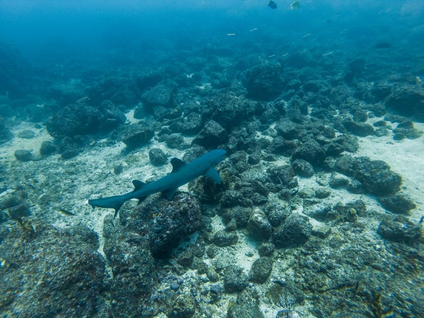 Panamá abogó este lunes por la ciencia y la participación ciudadana para la protección de los océanos frente a los desafíos que enfrenta este activo