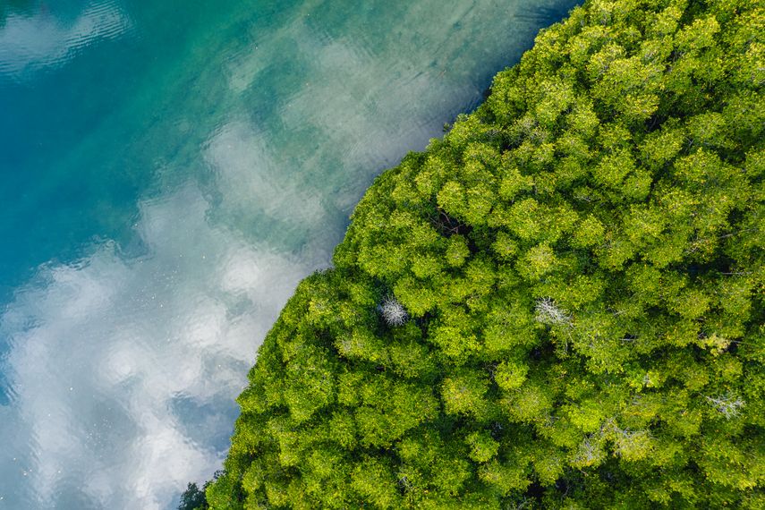 Más de la mitad de los manglares del mundo podrían colapsar para 2050 Más de la mitad de los manglares del mundo podrían colapsar para 2050