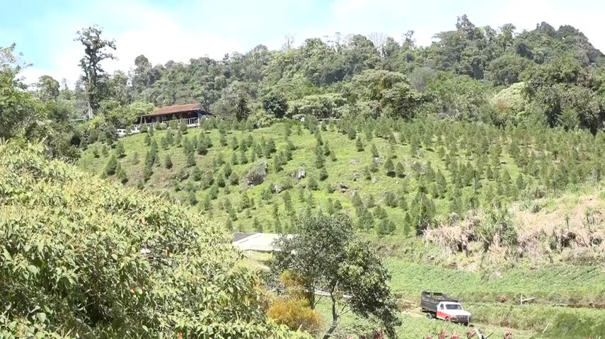 Los cipr&eacute;s de Boquete y Tierras Altas han tenido buenas ventas este a&ntilde;o lo que ha ayudado a los productores con la reactivaci&oacute;n econ&oacute;mica de la zona.