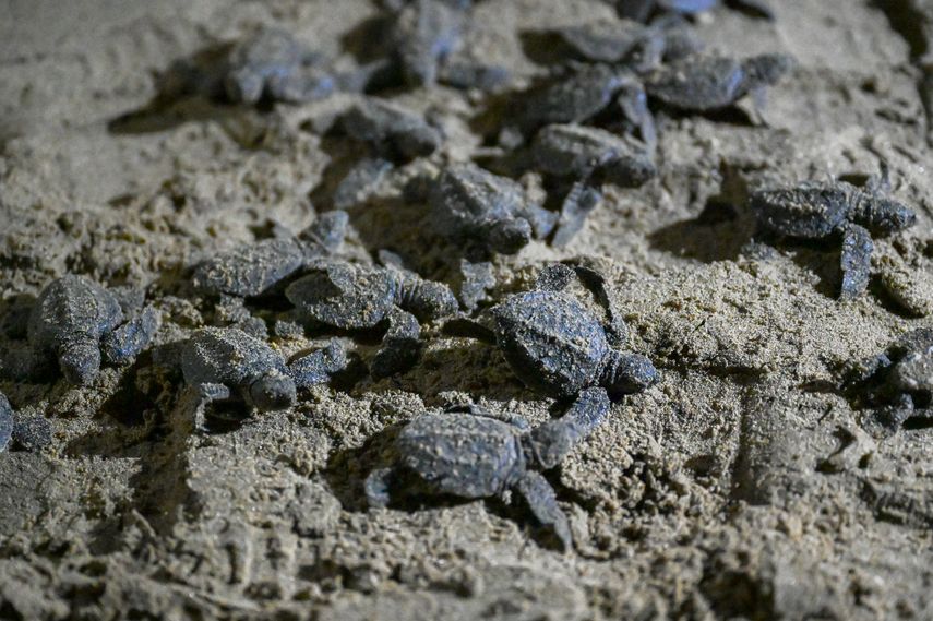 National Geographic reconoce a Tonosí como destino clave de aventuras nocturnas. National Geographic reconoce a Tonosí como destino clave de aventuras nocturnas.