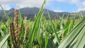 Alcanzado acuerdo para crear una biblioteca global con datos de semillas