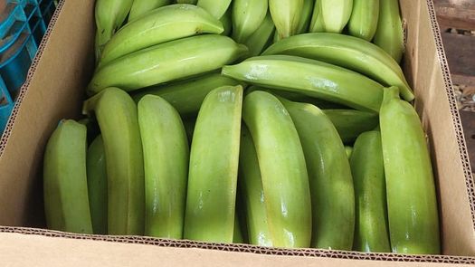 Empresa ecuatoriana interesada en exportar plátano panameño busca acuerdos comerciales