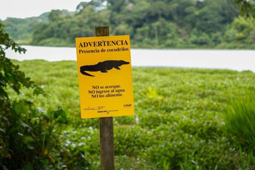 Panamá ya cuenta con un protocolo para el manejo de cocodrilos en áreas pobladas