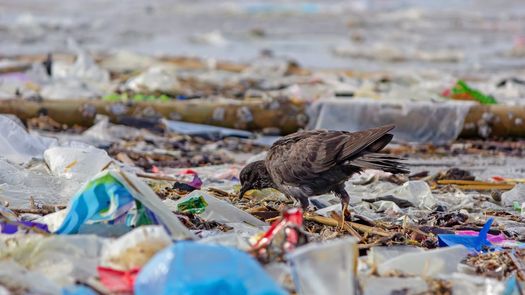 Panamá negocia tratado para reducir contaminación por plásticos