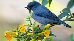 Barrio El Cangrejo declarado comunidad amigable con aves y árboles