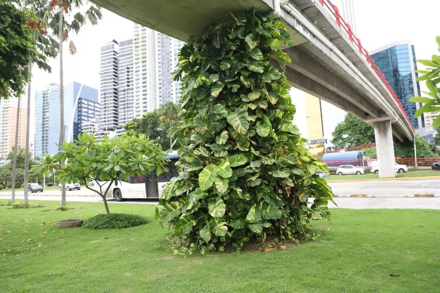 &nbsp;Dirección de Gestión Ambiental de la Alcaldía de Panamá&nbsp;