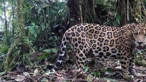 Se registran avances en el monitoreo de los jaguares en Panamá