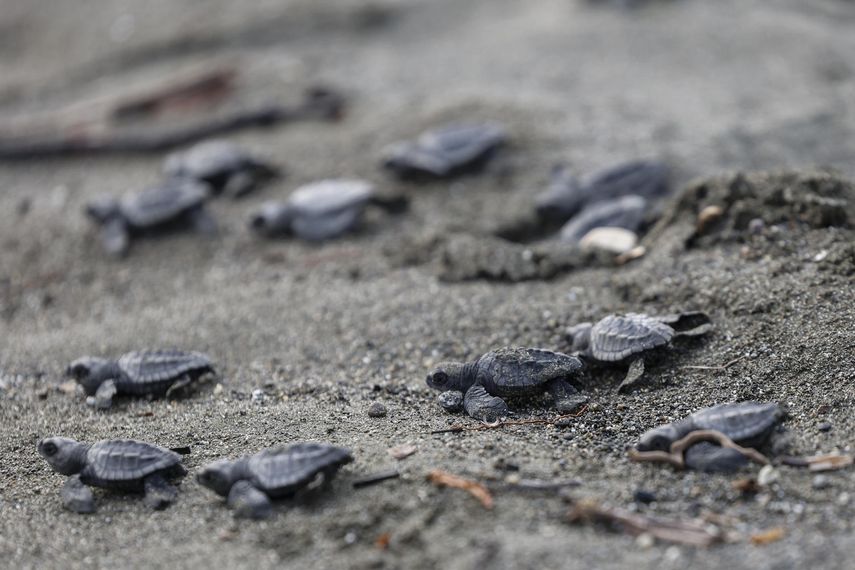 Playa Mata Oscura, hábitat crítico de tortugas que merece la máxima protección en Panamá