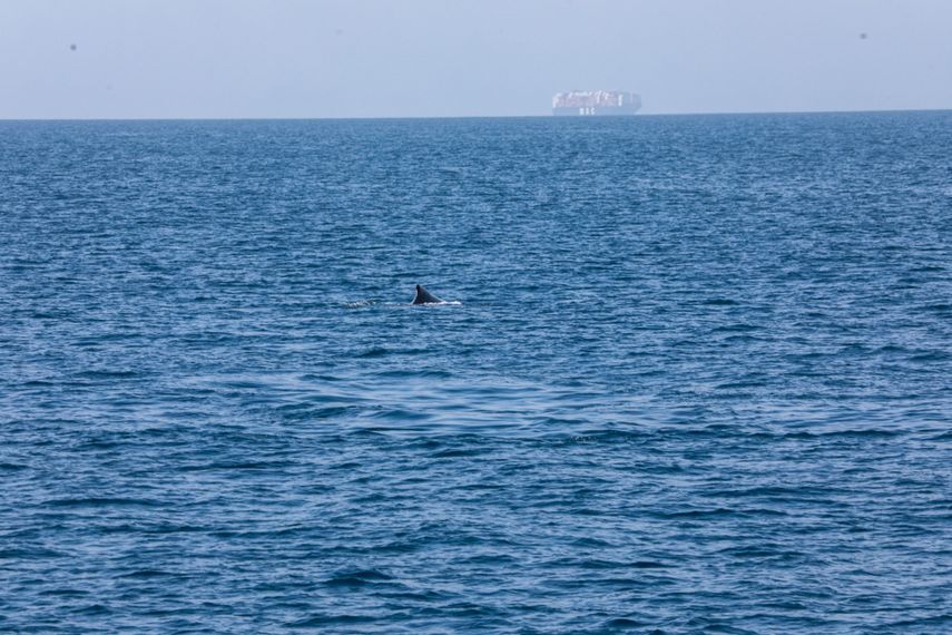 Ruido de embarcaciones afecta a las poblaciones de ballenas en el Pacífico panameño