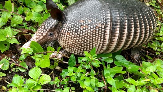 Rescatan animales silvestres en Chiriquí. Foto: MiAmbiente