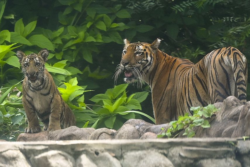 Tigres ayudan a reducir deforestación en India