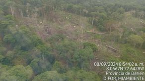 MiAmbiente suspende permisos forestales en comarcas Emberá Wounaan y Wargandí