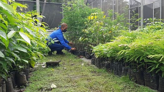 El Programa Nacional de Restauración de MiAmbiente tiene como meta lograr reforestar en estos cinco años más de 50 mil hectáreas.