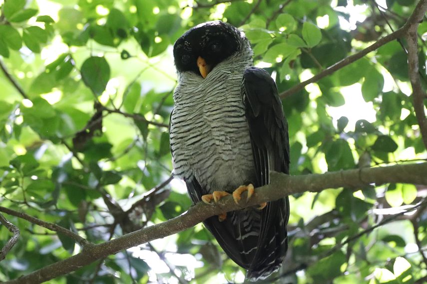 Observadores de aves se despliegan por Panamá en el Global Big Day 2024
