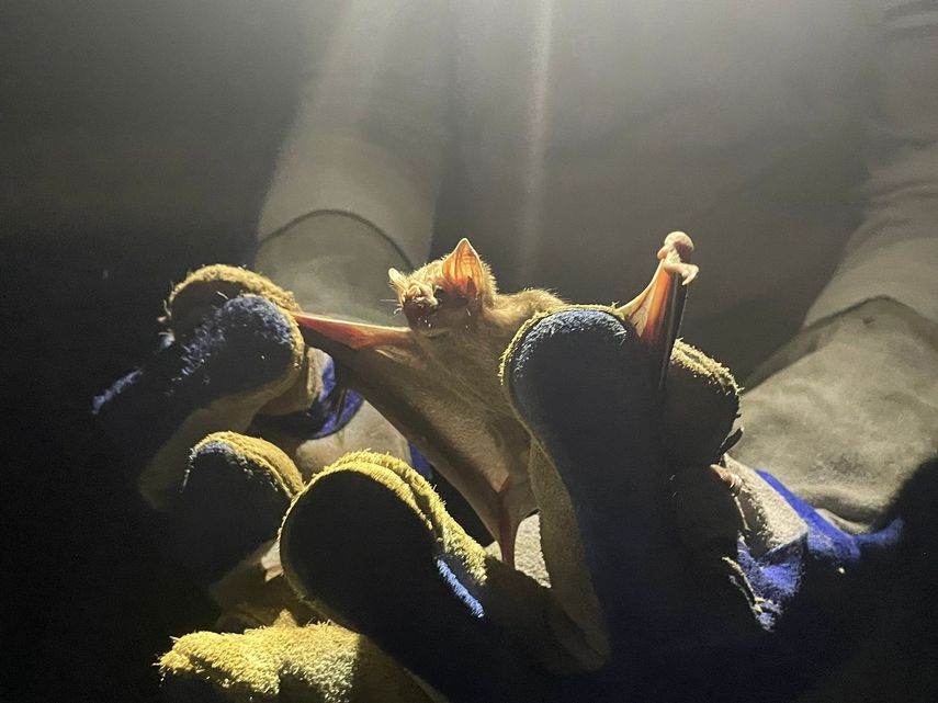 MIDA realiza captura de murciélagos hematófagos para prevenir rabia bovina en Colón