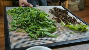 La producción de té en Chiriquí inició hace seis años con la siembra de plantones que debieron ser adaptados al suelo y clima de la región para iniciar la cosecha de brotes de camelia.
