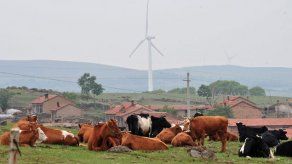 China está construyendo una fábrica para clonar animales