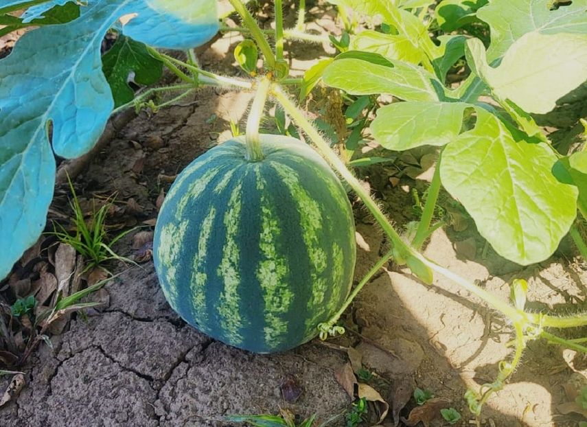 Mida: Evalúan estrategias para impulsar la exportación de sandía de Calobre.