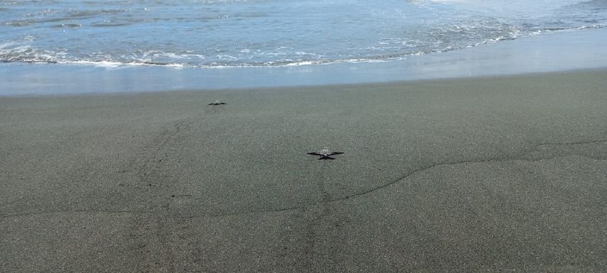 MiAmbiente: Se fortalece el monitoreo de tortugas marinas en el humedal San San Pond Sak.