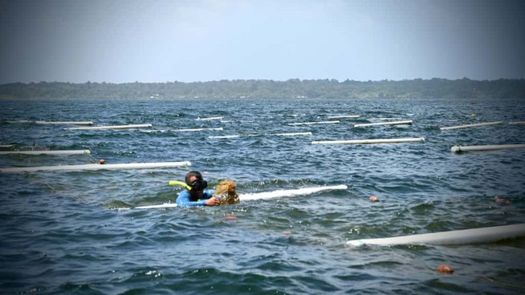 Algas Panameñas impulsa desarrollo en Bocas del Toro y Ngäbe Buglé con inversión de $33 millones