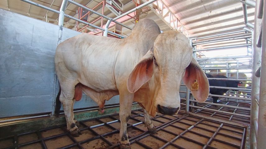 Gobierno Nacional entrega 90 sementales a ganaderos santeños