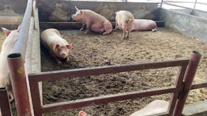 Porcicultores aseguran estar atravesando la peor crisis de su historia