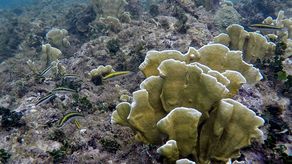 Panamá apoya pausa precautoria en la minería oceánica del fondo marino internacional