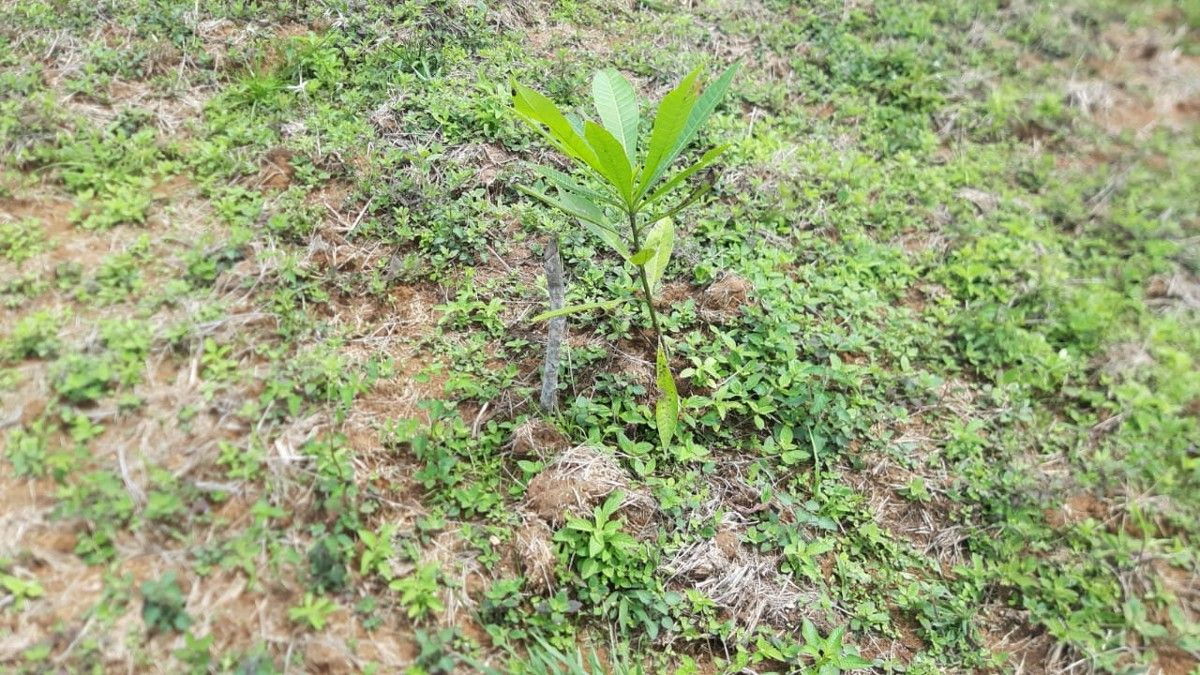 En esta jornada en San Félix realizada por MiAmbiente, se realizan trabajos de rodajeo y saneamiento contra insectos. &nbsp; &nbsp;