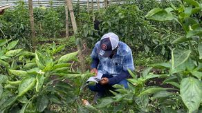 MIDA define estrategia para el control de Trips en zonas hortícolas de Chiriquí