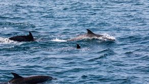 Estudios recientes de un equipo de científicos revelan que el ruido de los barcos está afectando gravemente la comunicación de las ballenas en el Pacífico panameño.