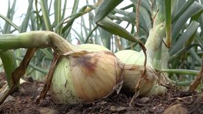 Productores de cebolla de Tierras Altas en alerta por plazo de caducidad
