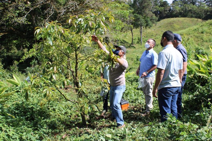 IDIAP y Janson Farms propagarán cultivos de aguacate y café
