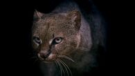 Un jaguarundi regresa a su hábitat en Panamá tras un año de rehabilitación Un jaguarundi regresa a su hábitat en Panamá tras un año de rehabilitación