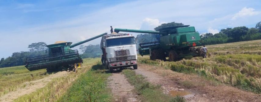 De acuerdo a los datos ofrecidos por el MIDA, la provincia de Chiriquí registra el mayor porcentaje de siembra de arroz en este 2023. De acuerdo a los datos ofrecidos por el MIDA, la provincia de Chiriquí registra el mayor porcentaje de siembra de arroz en este 2023.