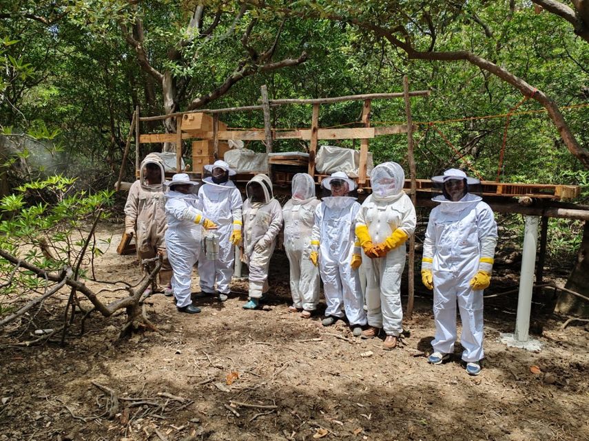Un innovador proyecto de apicultura de manglar