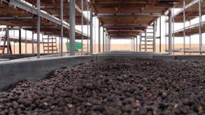 Los productores de café se preparan para la competencia Lo Mejor de Panamá