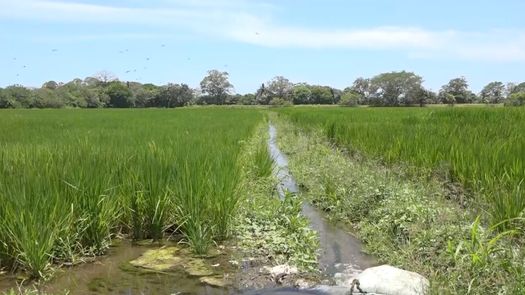 En Chiriquí el distrito de Alanje es el mayor productor de este rubro, pero también existen cultivos en Barú, David, Bugaba y parte del oriente chiricano que también destina parte de sus terrenos para estas plantaciones.