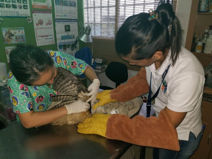 La clínica para animales silvestres que construye el Ministerio de Ambiente (MiAMBIENTE) se encuentra en la última fase, con un 80 % de avance, informó José Victoria, director de Áreas Protegidas y Biodiversidad de esa institución. La clínica para animales silvestres que construye el Ministerio de Ambiente (MiAMBIENTE) se encuentra en la última fase, con un 80 % de avance, informó José Victoria, director de Áreas Protegidas y Biodiversidad de esa institución.