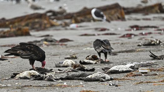 Chile investiga muerte de miles de aves tras descartar gripe aviar