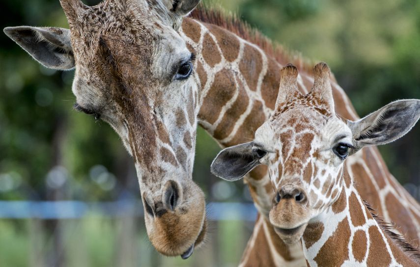 Costa Rica cierra los zoológicos estatales tras 11 años de litigios