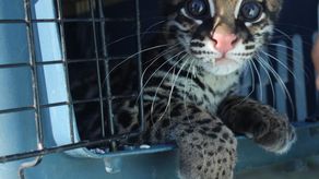 Autoridades de MiAmbiente de Chiriquí recibió una cría de ocelote, reportado como el primer caso de rescate del año relacionado con fauna silvestre.