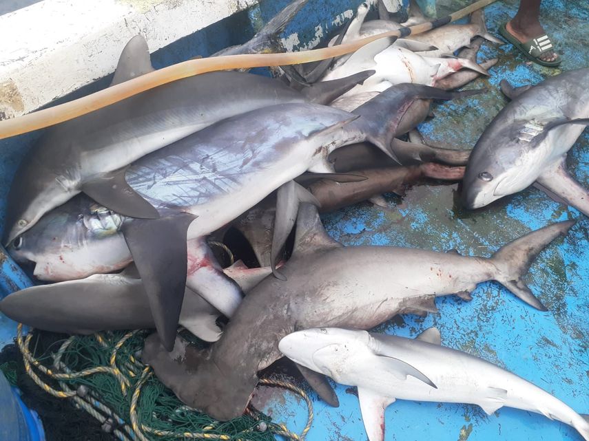 MiAmbiente: Duro golpe a pesca ilegal y aleteo de tiburones