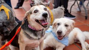 Alcaldía de Panamá invita al AdoptaFest este 21 de noviembre en el Edificio Hatillo