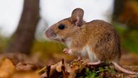 El MInsa aclaró que en Panamá solo circula variante Choclo del hantavirus. El MInsa aclaró que en Panamá solo circula variante Choclo del hantavirus.