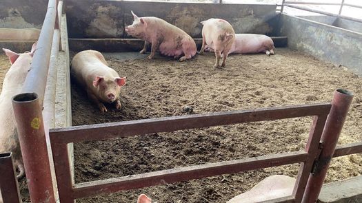Porcicultores aseguran estar atravesando la peor crisis de su historia