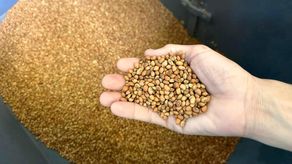 La compra por parte del Gobierno beneficia a un gran número de pequeños productores de frijol, contribuyendo con la producción de este rubro netamente nacional.