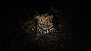 Panamá: Censo revela que existen 270 felinos en la zona oriental del país